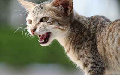 Asma felina: diagnóstico, tratamiento y consejos para cuidar la salud de tu gato