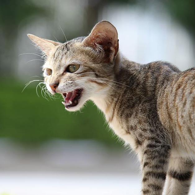 Asma felina: diagnóstico, tratamiento y consejos para cuidar de gato - CENTRO VETERINARIO EN FUENGIROLA